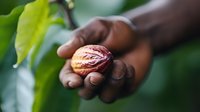 African American farmer holding fresh raw nutmeg seed in palm against green foliage background, showcasing organic spice harvesting and sustainable agriculture.