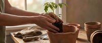 Hands gently planting young green seedling in terracotta pot on wooden table with warm natural light for gardening and growth concepts.