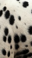 Natural cow hide texture with black spots on white fur background for rustic interior design and western decor projects.