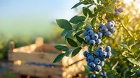 Fresh blueberries growing on bush branch with green leaves in warm sunlight, organic fruit harvest ready for picking in summer garden.