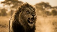 Male lion with dark mane roaring aggressively in savanna landscape. Wildlife and nature photography for editorial, educational, and commercial use.
