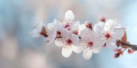 Delicate cherry blossoms with soft pink petals and dark stamens blooming on branch against blurred light blue background, perfect for spring themes.