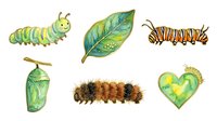 Caterpillar lifecycle stages isolated on white background, including larva, chrysalis, leaf, and heart shape. Suitable for educational materials, children's books, nature illustrations, and design projects.