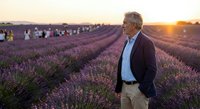 Senior Caucasian man in business casual attire standing thoughtfully in blooming lavender field at golden hour sunset with tourists in background.