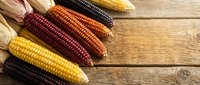 Colorful corn varieties including yellow, red, orange and purple kernels arranged on rustic wooden background with copy space for harvest themes.