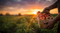 Farmer holding wooden basket full of fresh ripe tomatoes at sunset in agricultural field. Organic farming harvest concept for healthy food marketing.