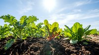 Young leafy green vegetables growing in fertile soil under bright sunlight, suitable for agriculture, farming, and organic produce marketing materials.