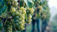 Clusters of green grapes ripening on vine with leaves in vineyard setting, suitable for wine production, agriculture, and harvest-related content.