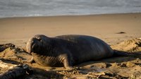 Large grey seal resting on sandy beach shore with ocean waves in background. Marine mammal wildlife photography for nature and conservation content.