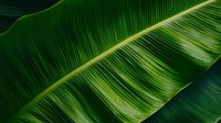 Vibrant green banana leaf with prominent veins and natural texture captured in macro detail, showcasing organic patterns and tropical foliage for nature and wellness designs.