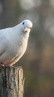 White dove perched on wooden fence post with soft blurred natural background symbolizing peace hope and freedom in outdoor setting.