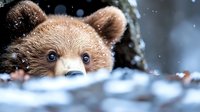 Young brown bear cub peering curiously over snowy surface, close-up portrait showing expressive eyes and fuzzy ears against blurred winter background.