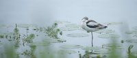 Elegant shorebird wading through shallow wetland waters with aquatic vegetation, showcasing natural wildlife behavior in serene marsh habitat.