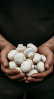 Male farmer with medium skin tone holding fresh white button mushrooms in cupped hands against dark background. Suitable for organic farming, agriculture, food production, and harvest themes.