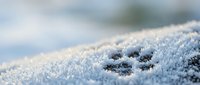 Delicate frost crystals covering moss and vegetation in soft morning light creating winter wonderland texture for seasonal backgrounds and nature designs.