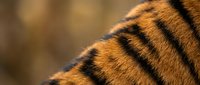 Close-up of tiger fur showing distinctive orange and black striped pattern with fine detail texture for wildlife and nature photography projects.