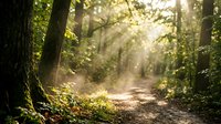 Sunlight streams through dense forest canopy onto a winding dirt path surrounded by lush green vegetation and tall trees, creating a serene woodland scene.