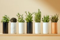 Fresh aromatic herbs growing in modern minimalist ceramic and wooden pots arranged in row on wooden shelf against neutral wall background.