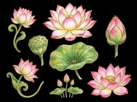 Pink lotus flowers with green stems, buds, and lily pads isolated on transparent background. Ready for t-shirt designs, clipart, stickers, sublimation, and print-on-demand projects.