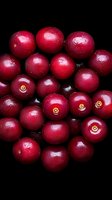 Fresh red cranberries with water droplets on black background for healthy eating and holiday cooking recipes.