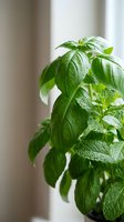 Fresh green basil and mint herbs growing in pot on windowsill with natural light for cooking and gardening.