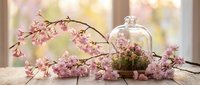 Spring cherry blossom branches with glass cloche dome on wooden table near window. Delicate pink flowers create romantic botanical home decor arrangement.