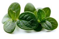 Fresh green watercress leaves close up on white background, healthy organic microgreens for salad and garnish, isolated macro photography.