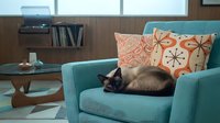 Siamese cat resting on turquoise armchair in mid-century modern living room with wooden paneling, decorative pillows, side table and bookshelf.