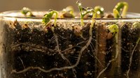 Fresh green sprouts emerging from dark soil in transparent container showing root system development for gardening and agriculture concepts.