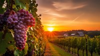 Purple grapes hanging on vine in vineyard at golden sunset with warm light rays creating romantic agricultural landscape for wine industry concepts.