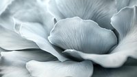 Delicate white rose petals in extreme macro photography showing soft curves and gentle folds create ethereal artistic composition with monochromatic tones.