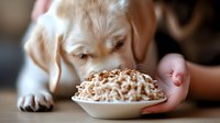 Adorable golden retriever puppy being offered healthy dog food in white bowl by caring owner's hand during mealtime training session.
