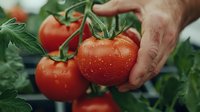 Fresh ripe red tomatoes with water drops on vine branch, male hand picking organic produce in garden, close up view of homegrown vegetables.