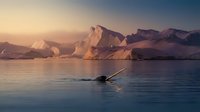 Narwhal swimming in arctic waters at sunrise with snow-covered mountains in background, suitable for wildlife, nature, and travel editorial content.