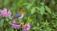 Small orange-breasted robin perched on blooming pink azalea branch in lush green garden setting during spring season for nature and wildlife photography.