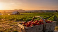 Fresh strawberries in wooden basket at sunrise vineyard with mountains backdrop, organic farming harvest season agricultural landscape for healthy food.