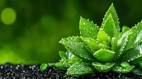 Fresh succulent plant with water drops on dark stones against green bokeh background, macro photography showing morning dew on green leaves.