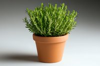 Fresh rosemary herb growing in terracotta pot against neutral background, vibrant green aromatic plant for cooking and gardening concepts.
