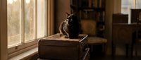 Black cat sitting on vintage suitcase by window in warm-toned room with antique furniture and natural light streaming through glass panes.