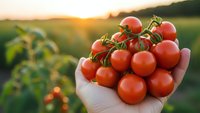 Fresh ripe cherry tomatoes in farmer hand at sunset in organic vegetable garden. Healthy harvest concept for agriculture and farm produce marketing.