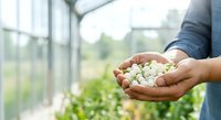 Farmer holding handful of white fertilizer pellets in greenhouse with green plants and natural light in background.