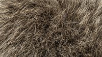 Natural brown animal fur texture with detailed hair strands and follicles for backgrounds, fashion design, and wildlife photography projects.