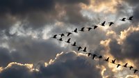 Flock of migrating birds flying in V formation against dramatic cloudy sky at sunset. Wildlife migration pattern concept for nature and environmental themes.