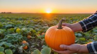 Farmer hands holding fresh orange pumpkin in field during golden sunset harvest time. Agricultural autumn season concept for thanksgiving decoration.