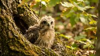 Young owl chick perched on moss-covered tree branch in forest habitat, surrounded by green foliage and natural woodland environment for wildlife and nature content.