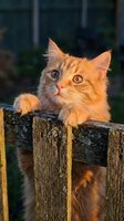 Orange tabby cat perched on wooden fence in golden sunlight, looking directly at camera with alert expression and curious gaze, outdoor portrait.