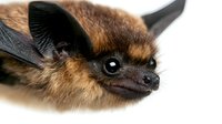Brown bat close-up portrait showing detailed facial features, fur texture and wing structure against white background, isolated wildlife photography for nature publications.