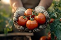Fresh ripe red tomatoes on vine held in dirty gardening gloves, organic farming harvest in warm evening sunlight against blurred green background.