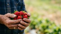 Farmer holding fresh ripe strawberries in hands at harvest time in field. Agricultural produce for farming, gardening, and food industry use.