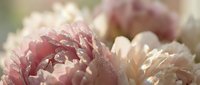 Soft pink and cream peony flowers with delicate petals and morning dew drops creating romantic floral arrangement for wedding decor and spring celebrations.